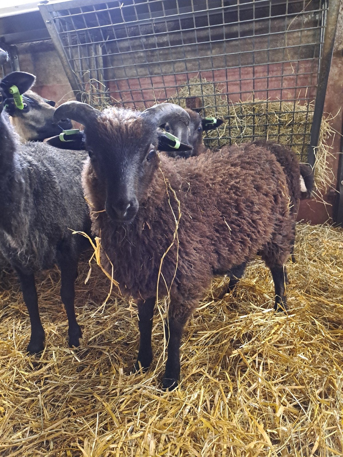 Skudde rammetje, Dieren en Toebehoren, Schapen, Geiten en Varkens, Mannelijk, Schaap, 0 tot 2 jaar