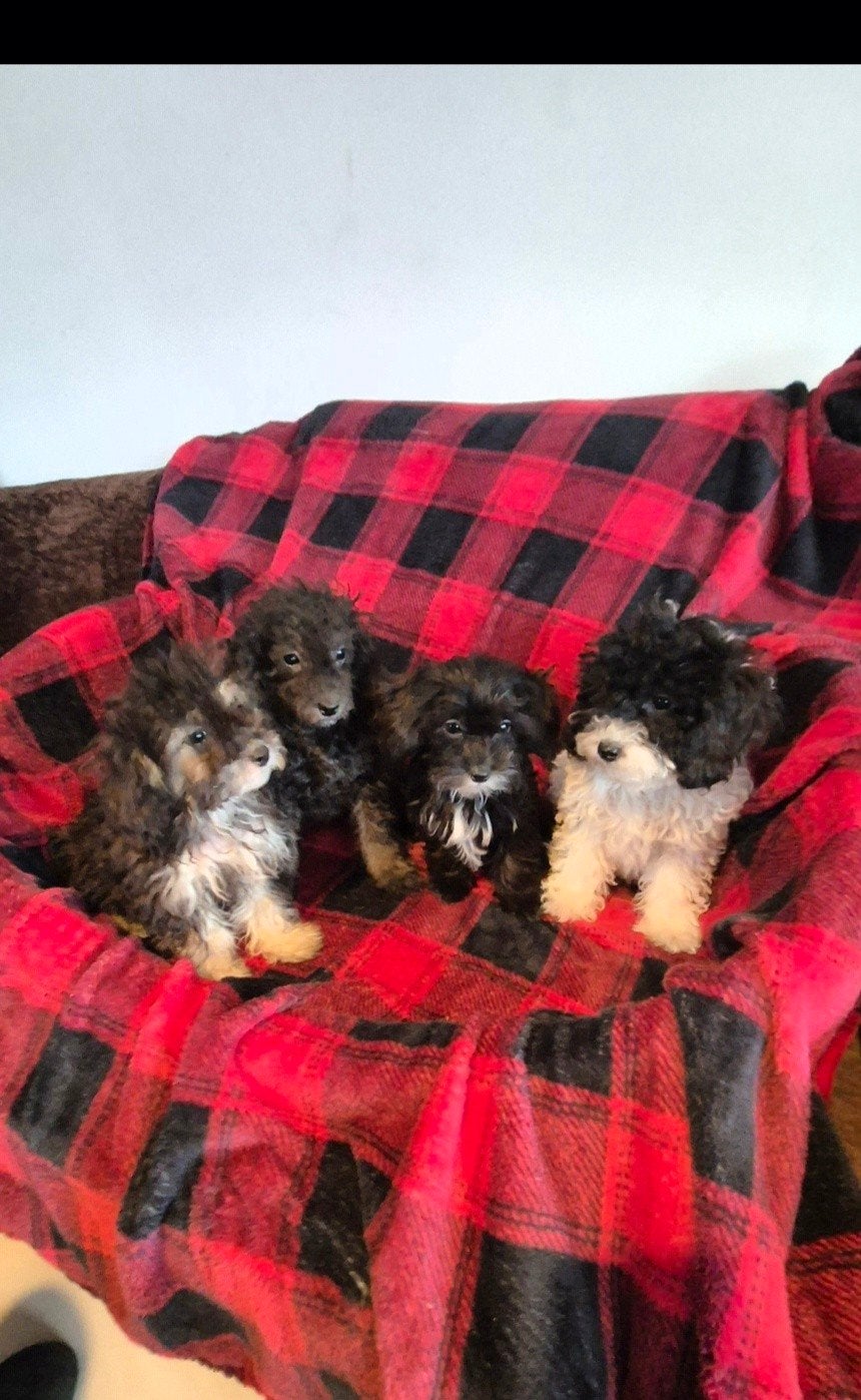 Maltipoo / Boompoo puppies!, CDV (hondenziekte), 8 tot 15 weken, Meerdere, Meerdere dieren