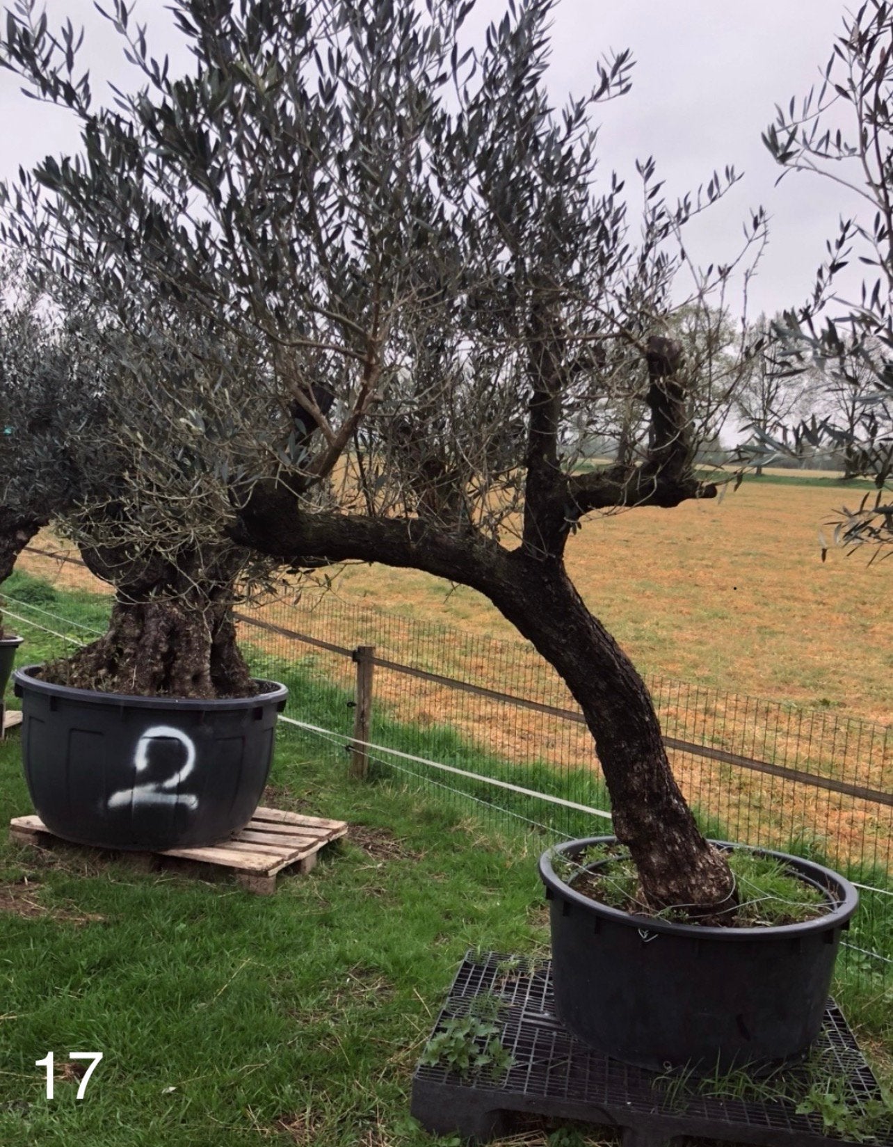 Te koop aangeboden oude olijfboom (Olea europaea)., Bloeit niet, Ophalen of Verzenden, 100 tot 250 cm, Olijfboom