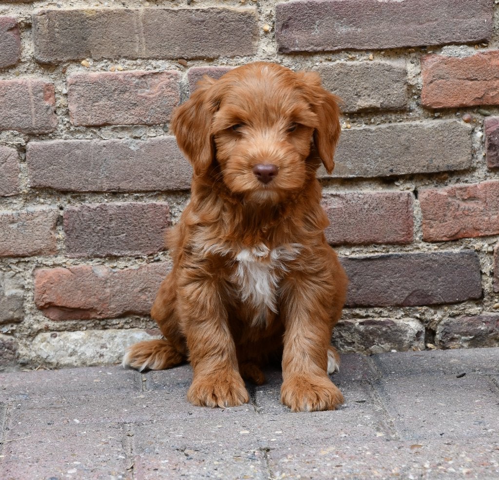 Australian Labradoodle pups uit geteste ouders, Dieren en Toebehoren, Honden | Retrievers, Spaniëls en Waterhonden, Parvo, Nederland