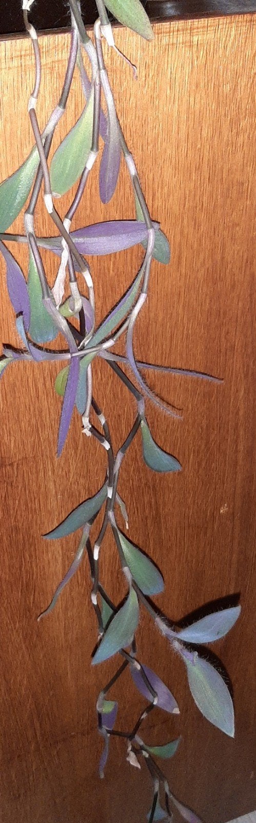 Tradescantia - Paarse groene kamerplant plant hangplant, Huis en Inrichting, Groene kamerplant, Ophalen, Minder dan 100 cm