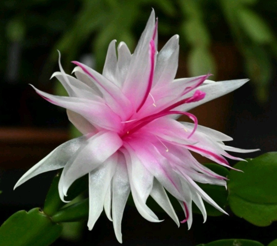 Schlumbergera 'Ice Cold' (double) stek ongeworteld, Verzenden, Halfschaduw, Minder dan 100 cm