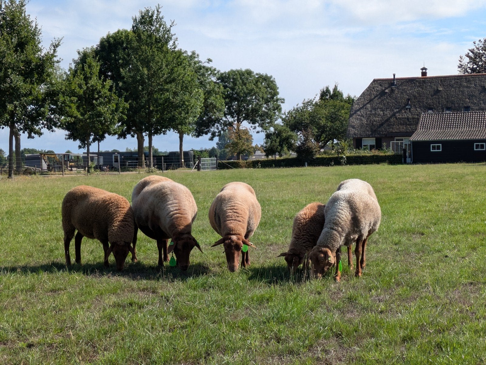 Coburger Fuchs schapen, Dieren en Toebehoren, Schapen, Geiten en Varkens, Vrouwelijk, Schaap