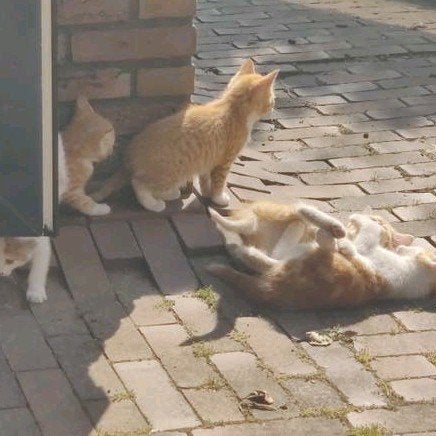 Kittens, rode katertjes,  poesjes, driekleur, Meerdere dieren