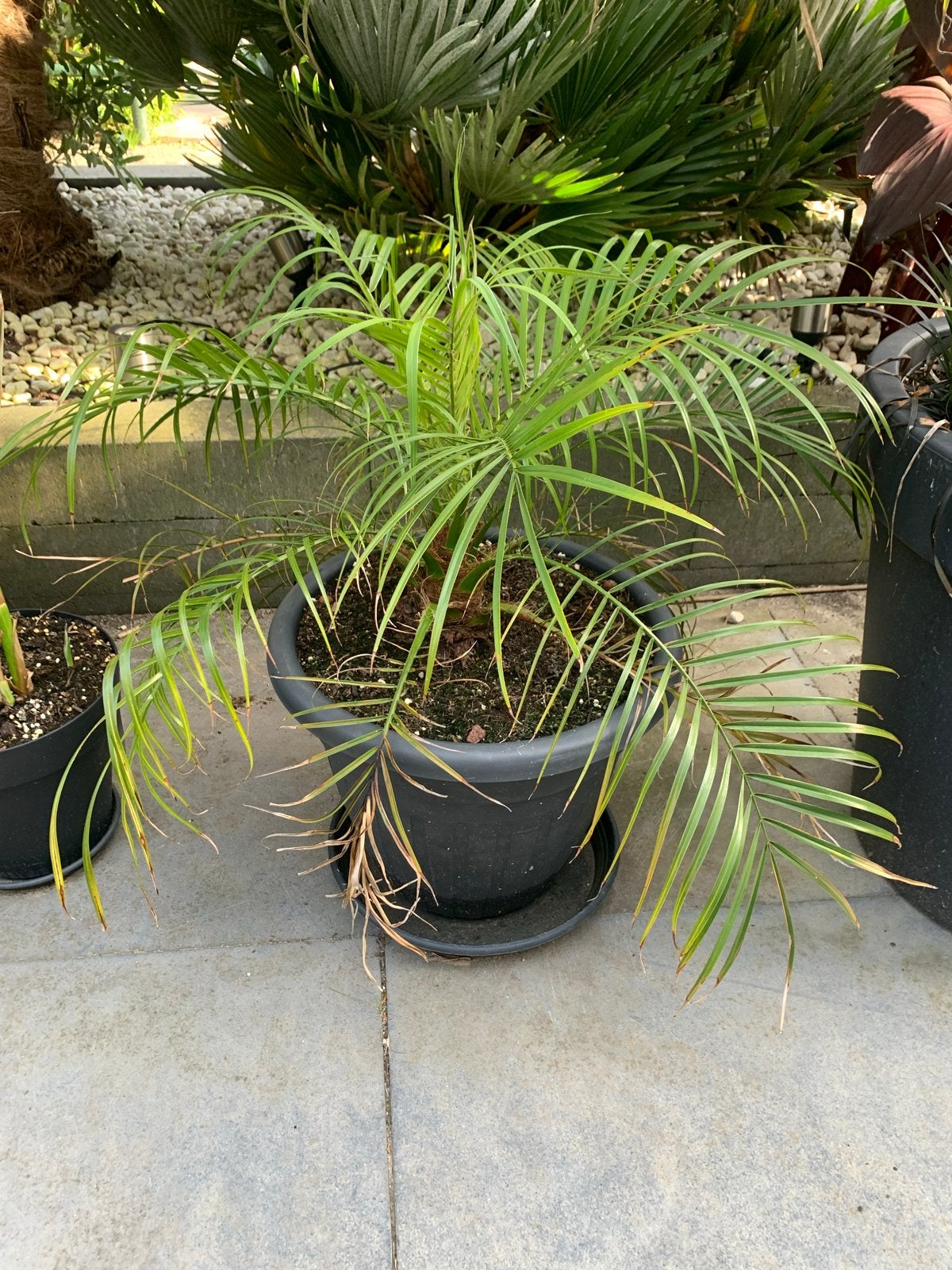 Phoenix Roebelenii, Volle zon, Vaste plant, Bloeit niet, Ophalen