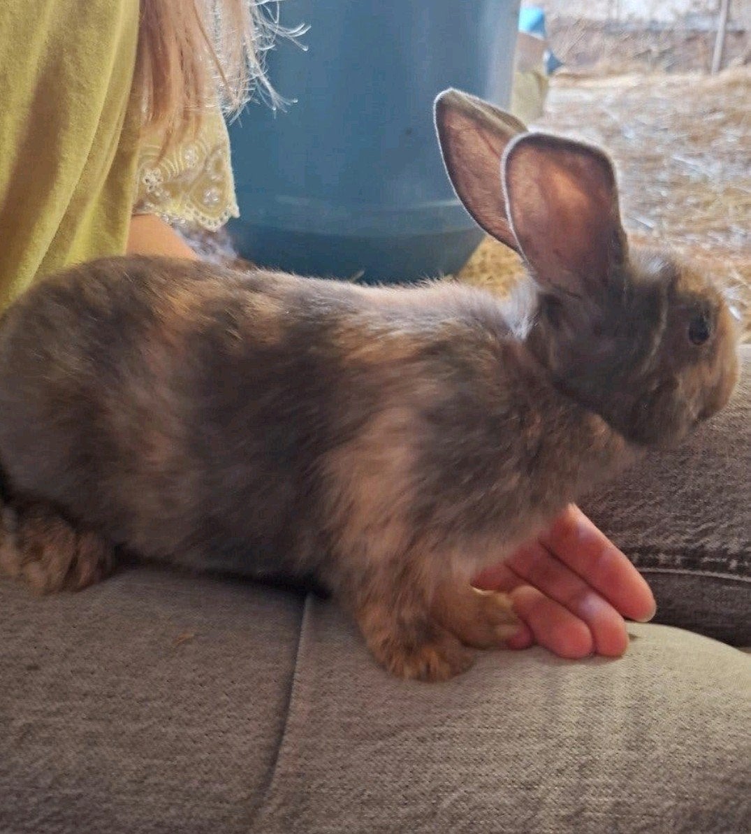 mooie baby konijntjes, Dieren en Toebehoren, Mannelijk, Klein, 0 tot 2 jaar