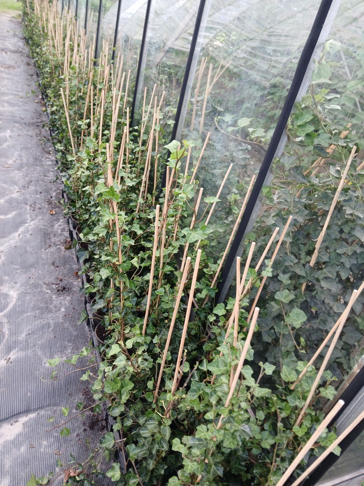 hedera, Tuin en Terras, Ophalen, Vaste plant, Bloeit niet, Halfschaduw