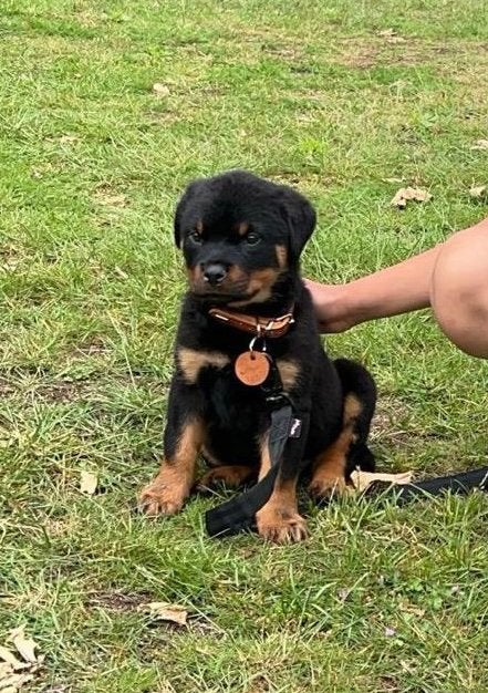 Rottweiler, België, Particulier, 15 weken tot 1 jaar, Reu