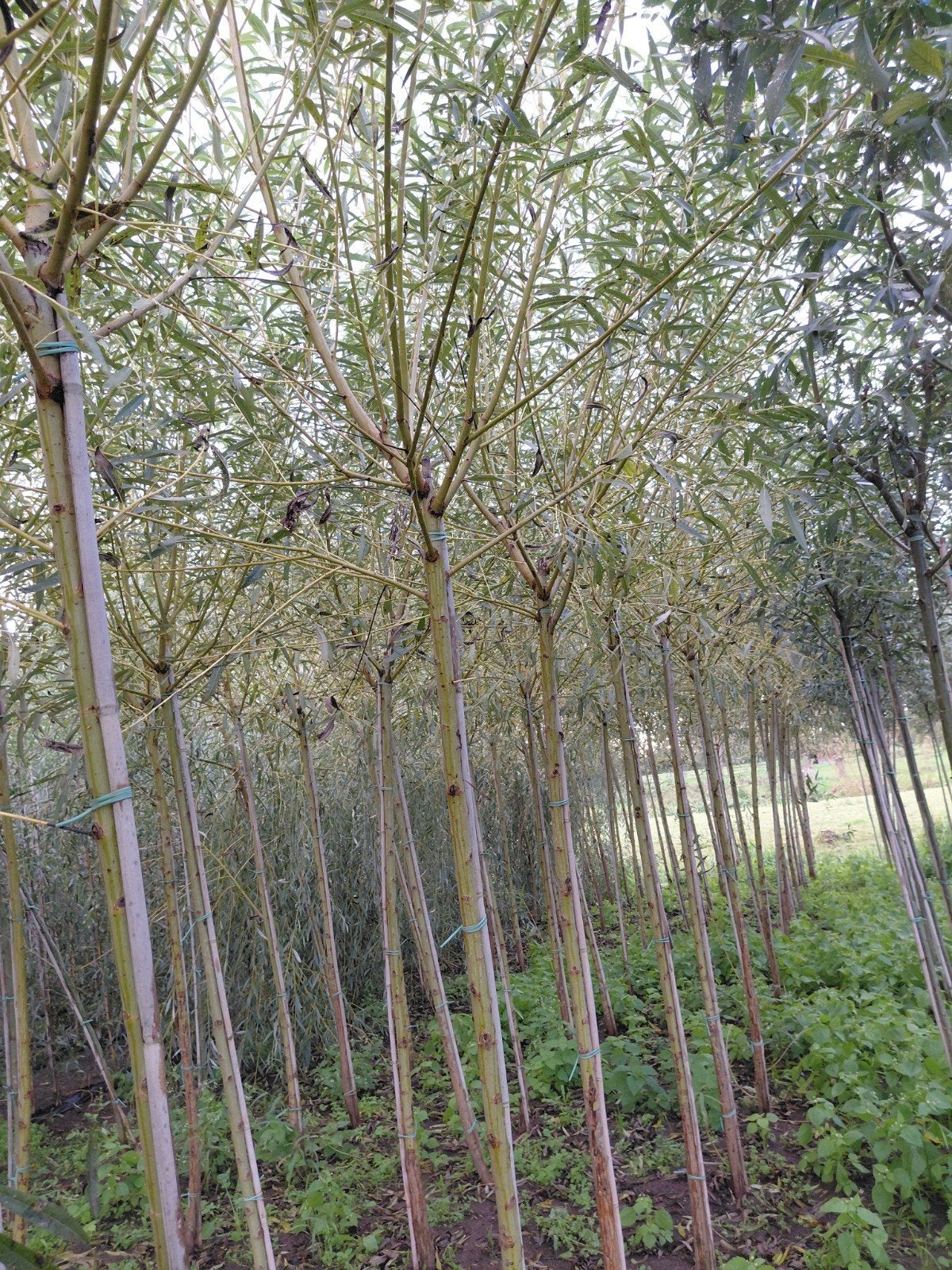 Salix Chermesina Gele Knotwilg, Tuin en Terras, Overige soorten, 250 tot 400 cm, Zomer, Ophalen