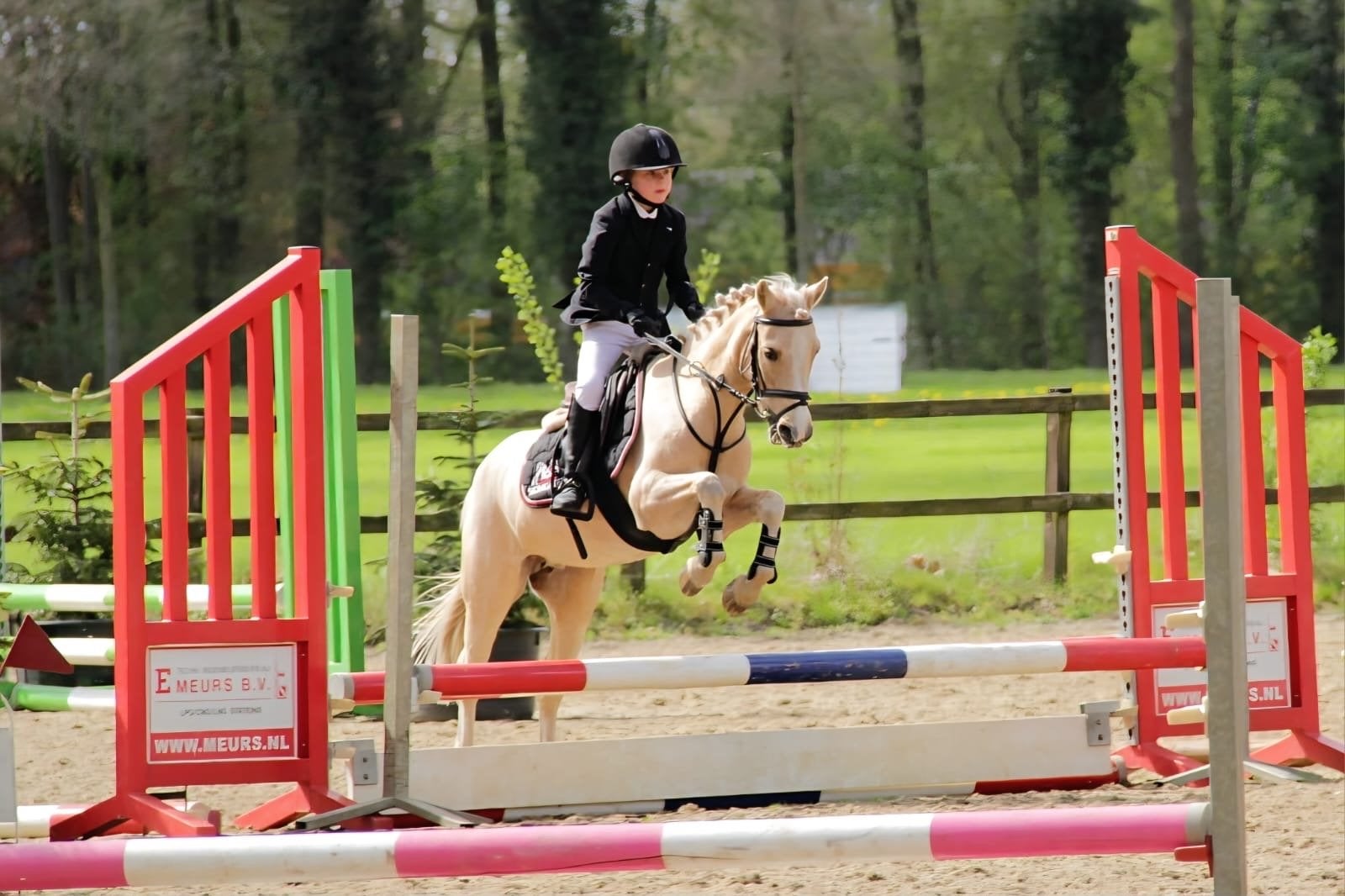 Brave ervaren B pony., Merrie, Minder dan 160 cm, Met stamboom, L
