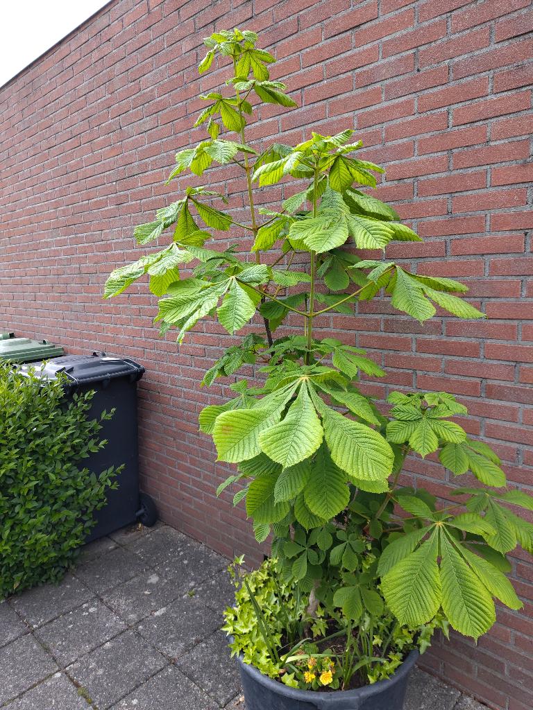 Kastanjeboom, Tuin en Terras, Ophalen, In pot, Volle zon, Overige soorten