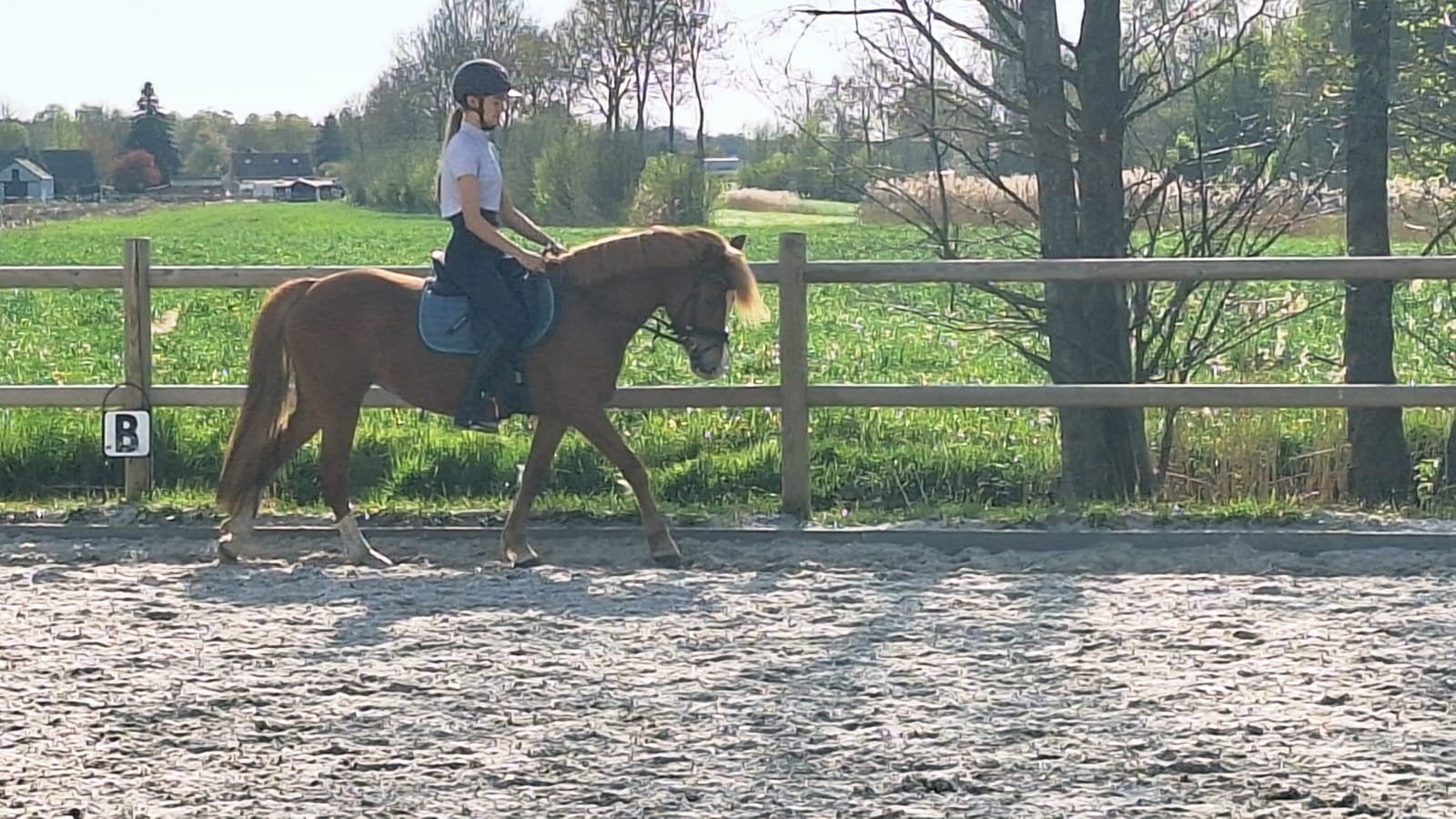 Bijrijdpony gezocht / ervaren bijrijder aangeboden!