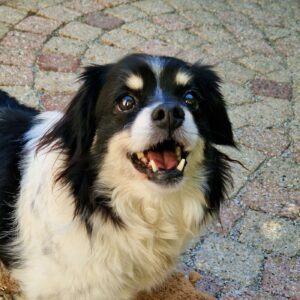 AIN: Beto, Dieren en Toebehoren, Honden | Setters en Staande honden, 6 jaar of ouder, Buitenland, Parvo, Eén hond