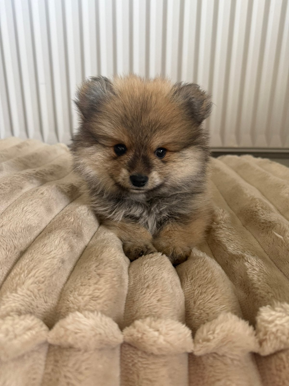 Pomeriaan pup reu, Dieren en Toebehoren, Honden | Chihuahua's en Gezelschapshonden, 15 weken tot 1 jaar, Parvo, Eén hond, Nederland