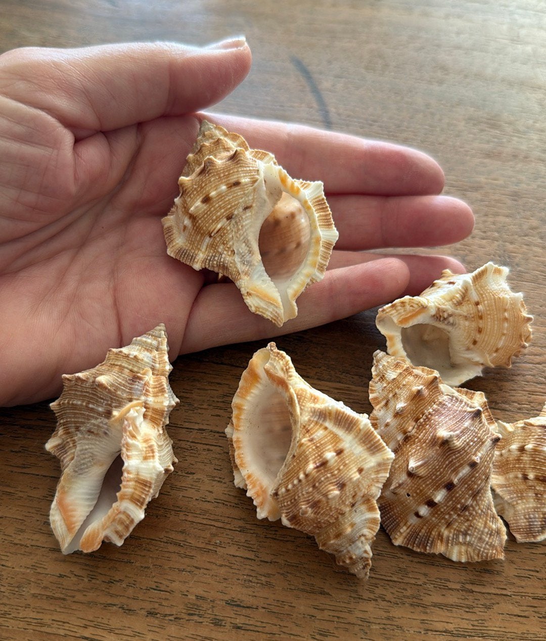 7 x kikkerschelp hexaplex trunculus schelp, Ophalen of Verzenden, Schelp(en)