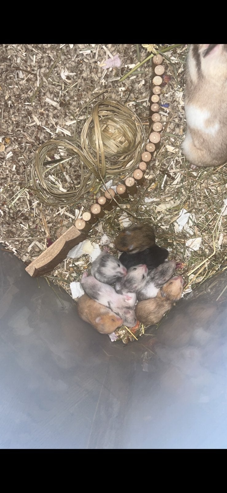 Baby goudhamsters, Hamster, Meerdere dieren, Tam, September