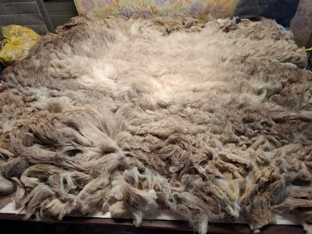 Zeer grote Herdwick vacht geschikt om te vilten, Ophalen of Verzenden