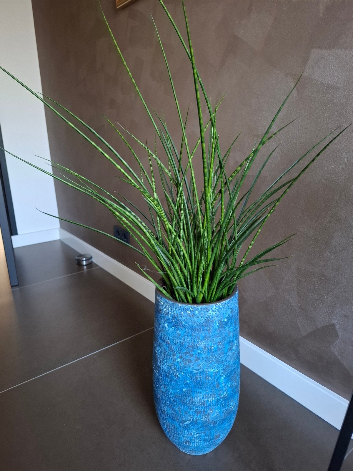 plant sansevieria in pot., Ophalen, Zo goed als nieuw, Blauw