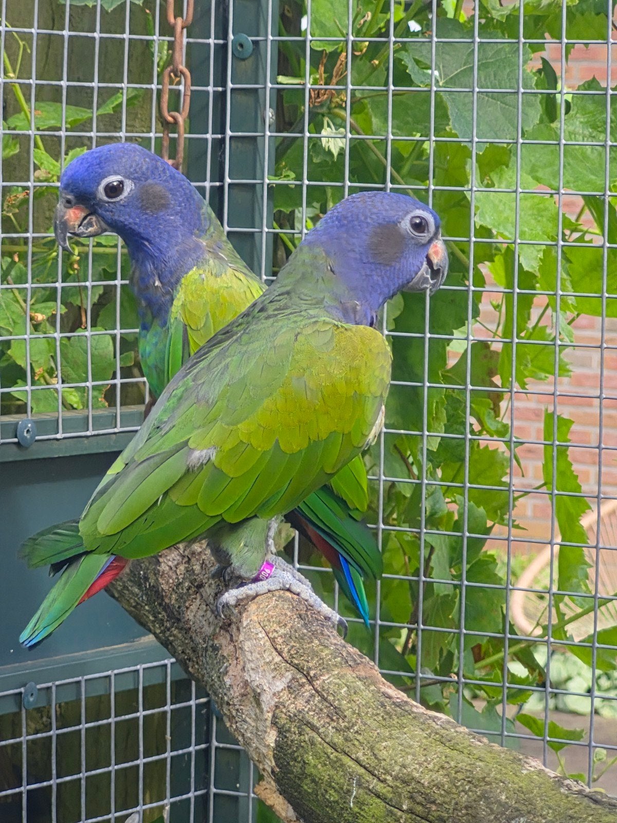 Pionus Menstruus kweekkoppel '21, Dieren en Toebehoren, Meerdere dieren, Parkiet, Geringd