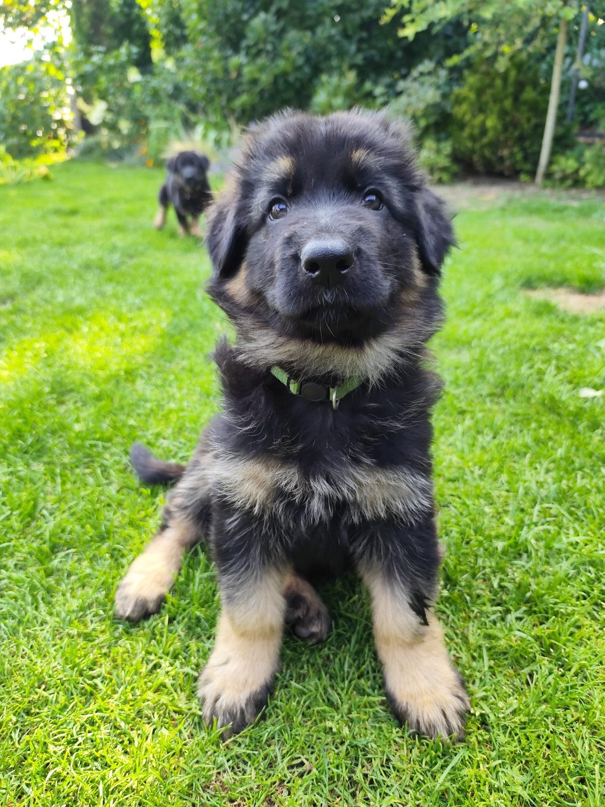 Duitse Herder Pups, Dieren en Toebehoren, Honden | Herdershonden en Veedrijvers, 8 tot 15 weken, Parvo, Meerdere, Meerdere dieren