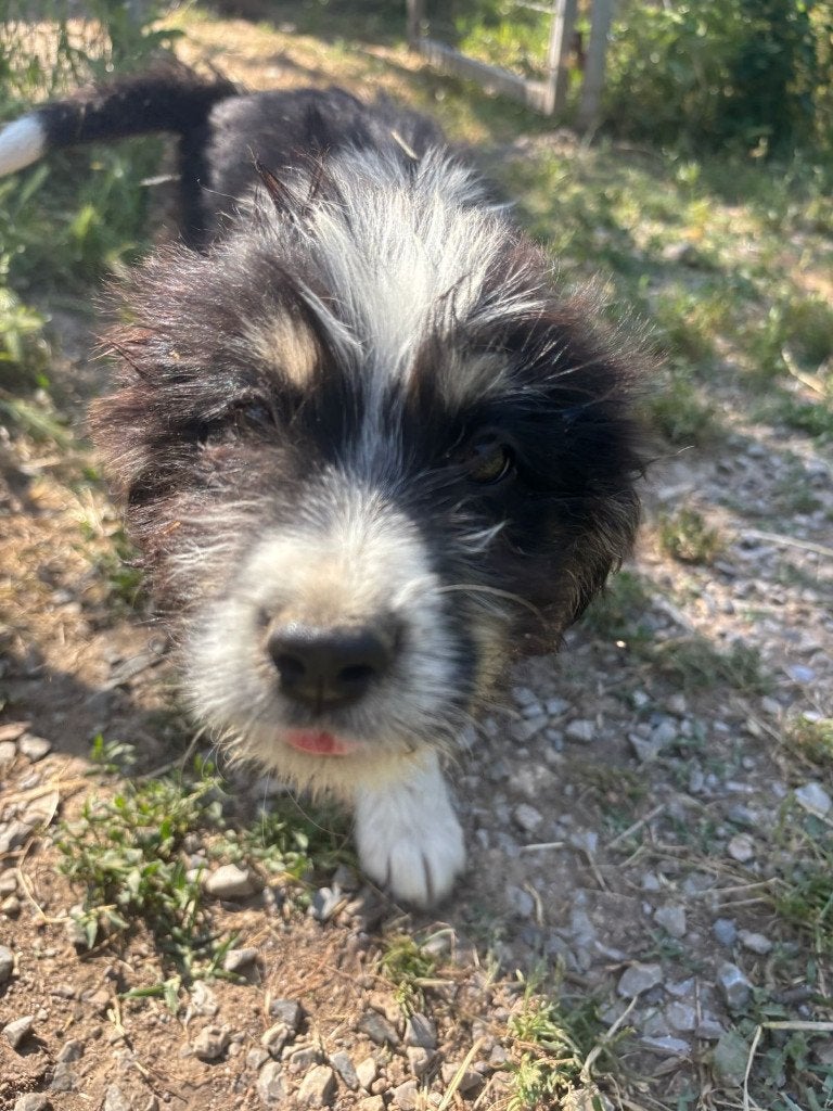 Kala – een lieve pup klaar voor haar toekomst, Dieren en Toebehoren, Honden | Niet-rashonden, Particulier, 15 weken tot 1 jaar