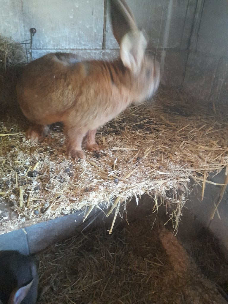 Gele Vlaamse reuzen, Meerdere dieren, Groot, 0 tot 2 jaar
