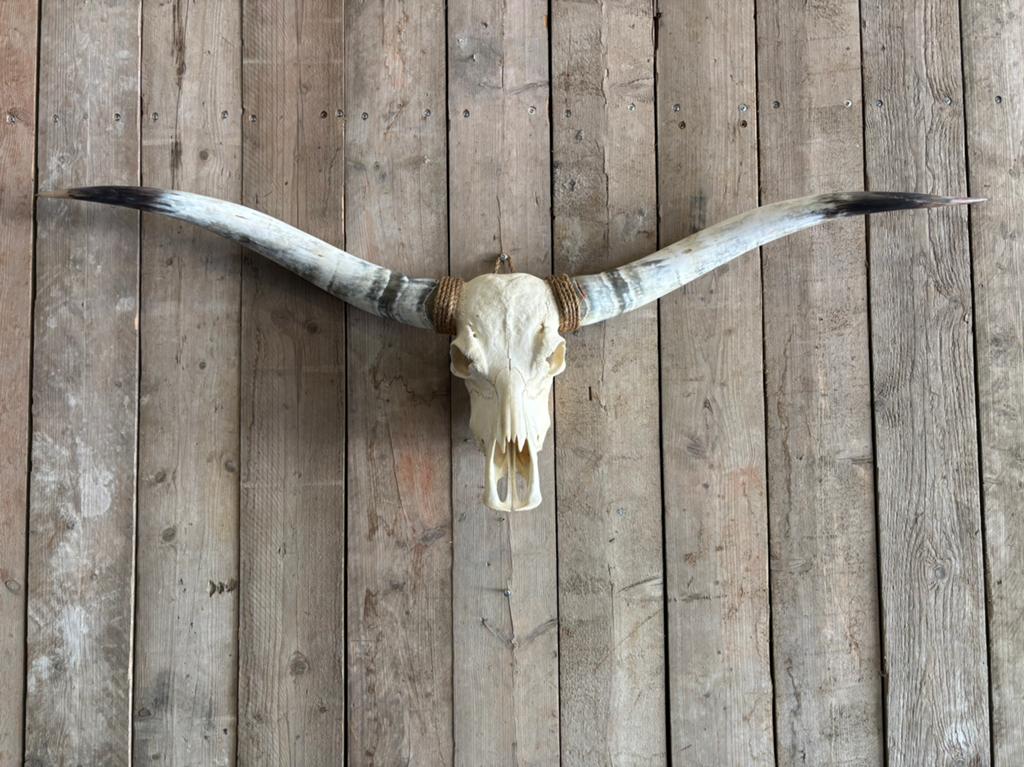 Mooie stoere longhorn schedel, Ophalen, Nieuw, Overige soorten, Schedel