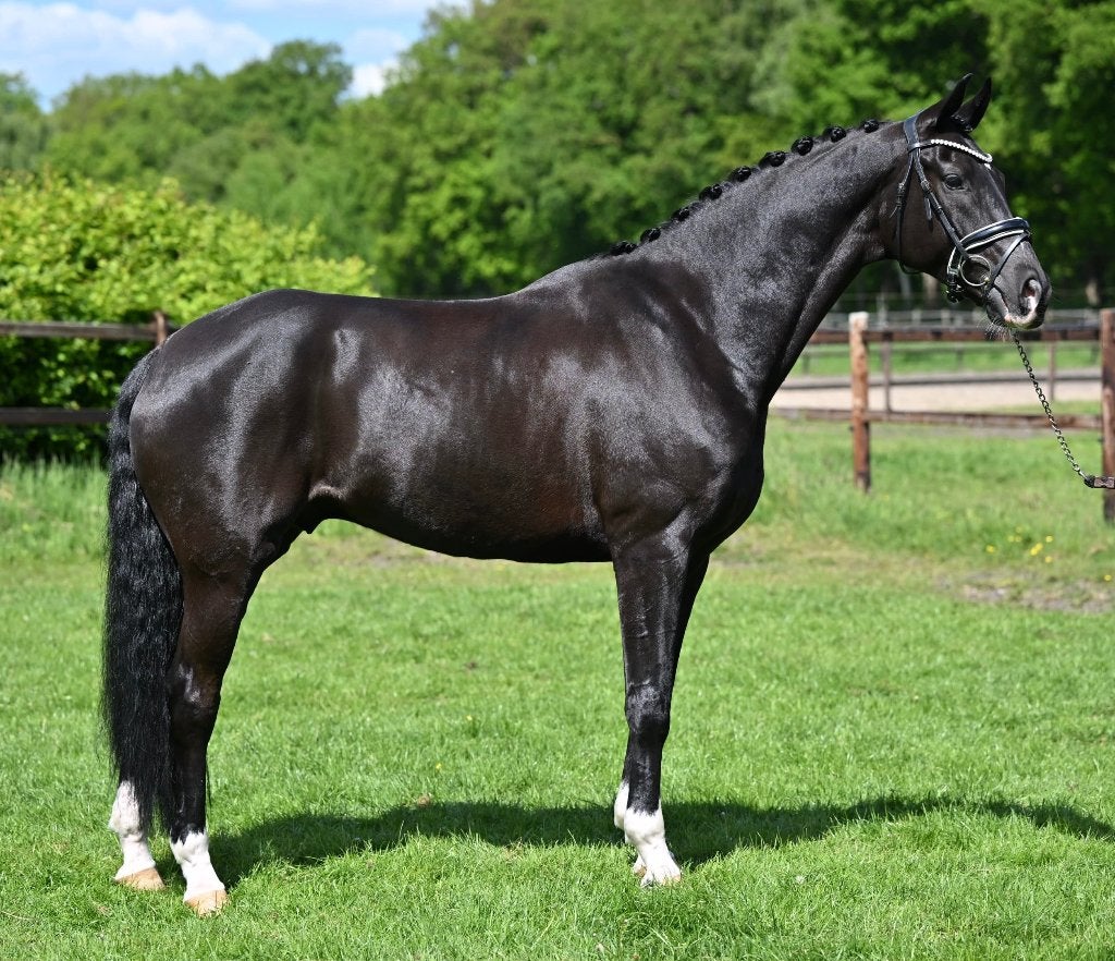 super mooi ZZ-Z paard!, Dieren en Toebehoren, Paarden, ZZ, Ruin, Dressuurpaard, 11 jaar of ouder