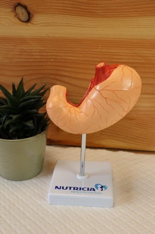 Anatomisch model maag, Ophalen of Verzenden