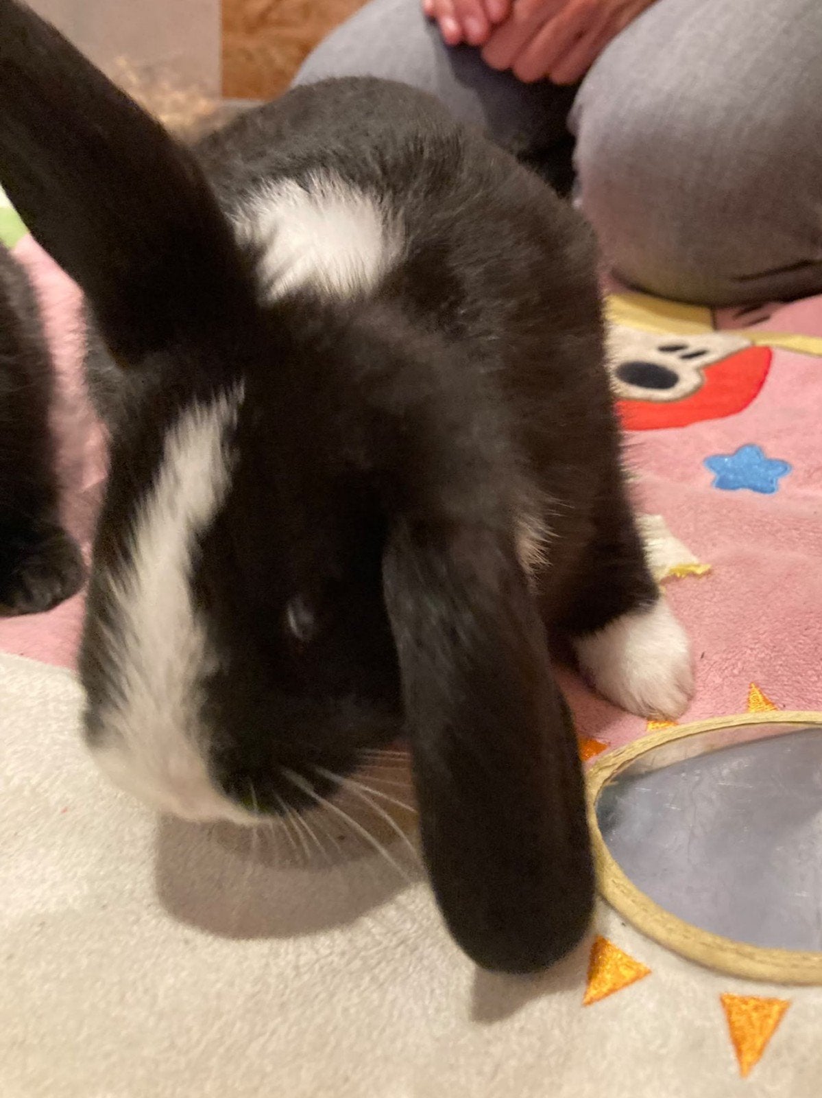 Lieve, jonge konijntjes te koop., Dieren en Toebehoren, Meerdere dieren, Hangoor