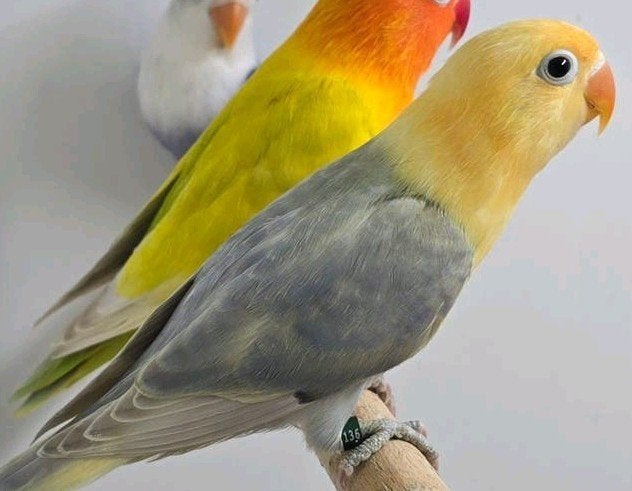 Agapornis fischeri, Dieren en Toebehoren, Geslacht onbekend, Dwergpapegaai of Agapornis, Geringd