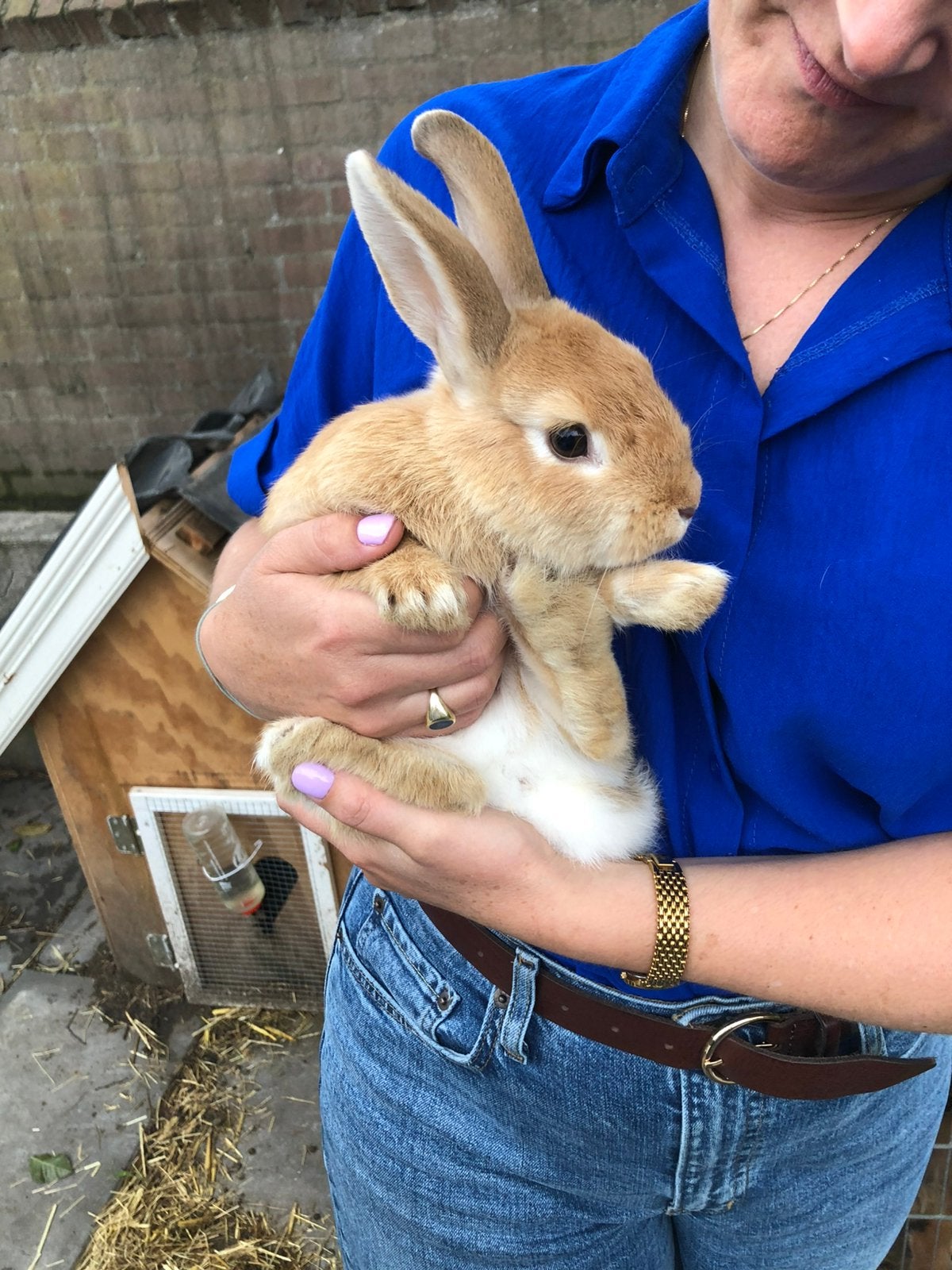 Jong konijntje vrouw, Dieren en Toebehoren, Konijnen, Vrouwelijk, Dwerg