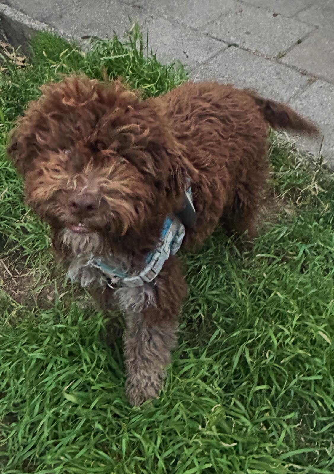 Lagotto romagnolo pups, Parvo, Overige rassen, 8 tot 15 weken, Meerdere