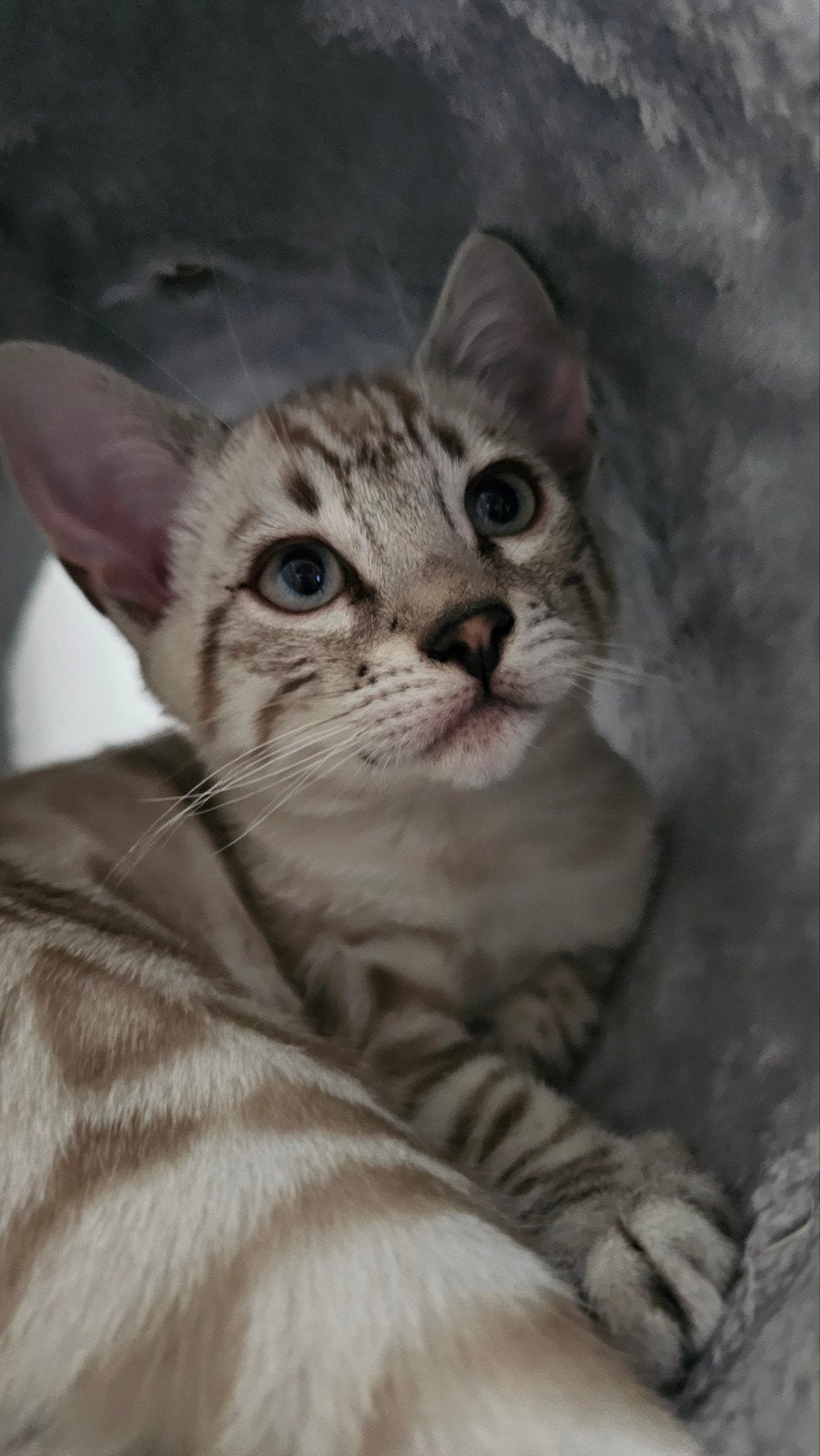 Nog 1 prachtig bengaals snow kitten met stamboom, Dieren en Toebehoren, Poes, Met stamboom, 0 tot 2 jaar