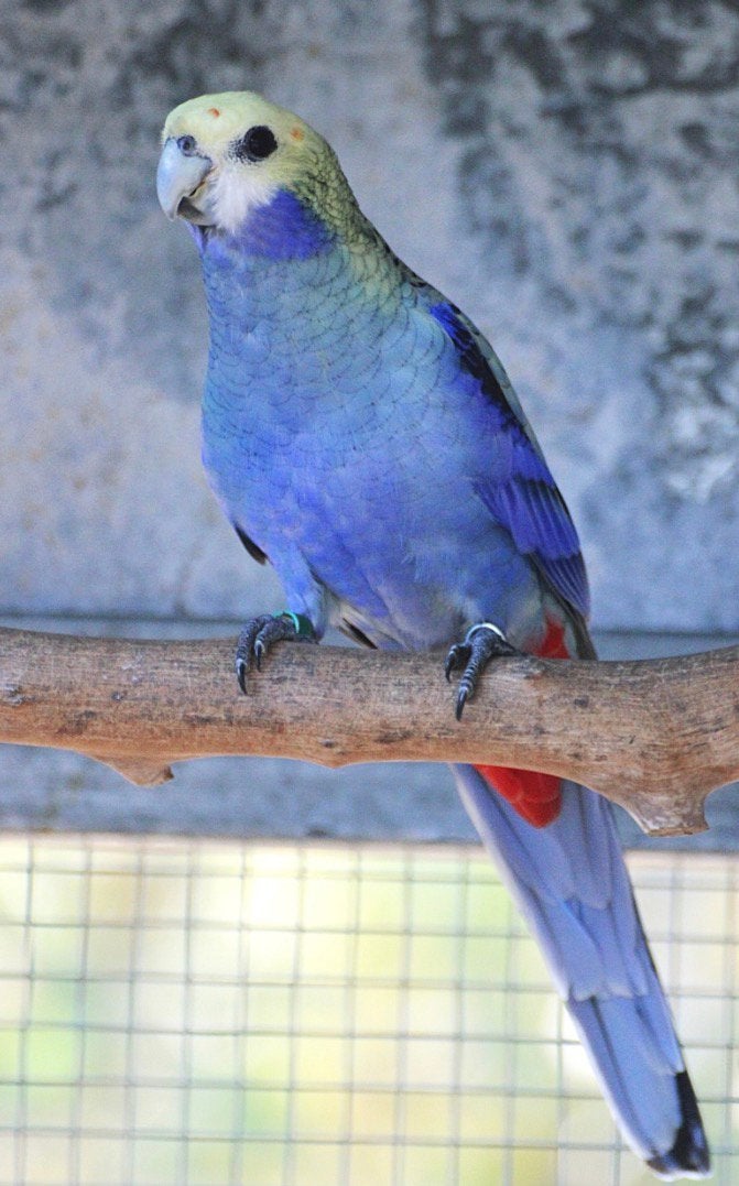 Gezocht jonge blauwwang rosella’s eventueel ruilen, Meerdere dieren, Parkiet