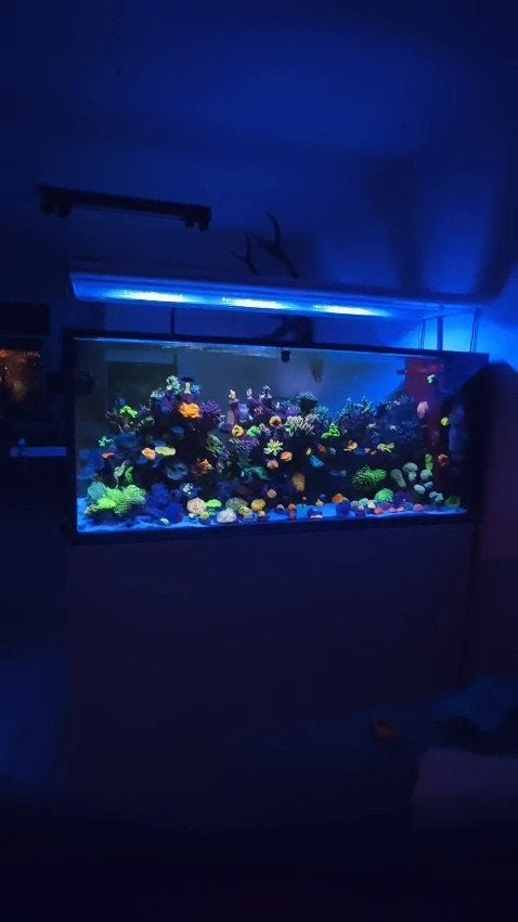 Zeeaquarium onderhoud,vakantieservice   Zuid holland, Dieren en Toebehoren, Ophalen