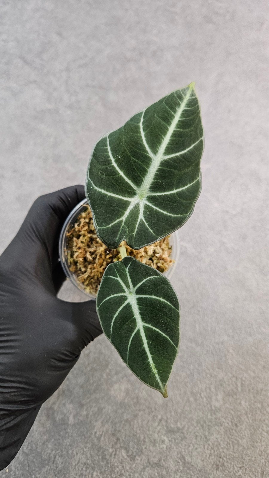 Alocasia reginula 'Black Velvet', Ophalen of Verzenden, Halfschaduw, Minder dan 100 cm