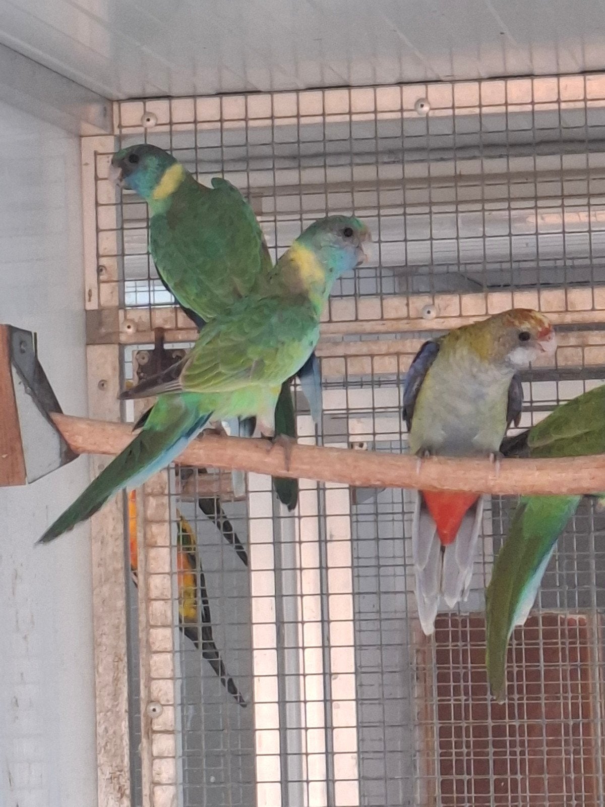 koppel cloncurry parkiet, Dieren en Toebehoren, Meerdere dieren, Parkiet