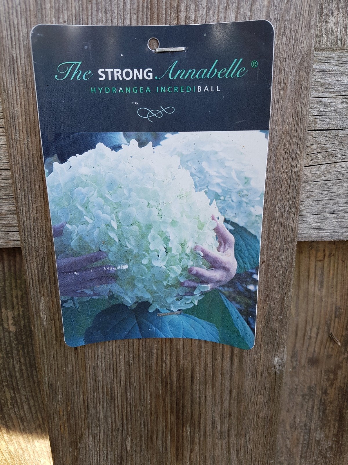 Strong Annabelle Hortensia's - Stuntprijs!, Tuin en Terras, Ophalen of Verzenden