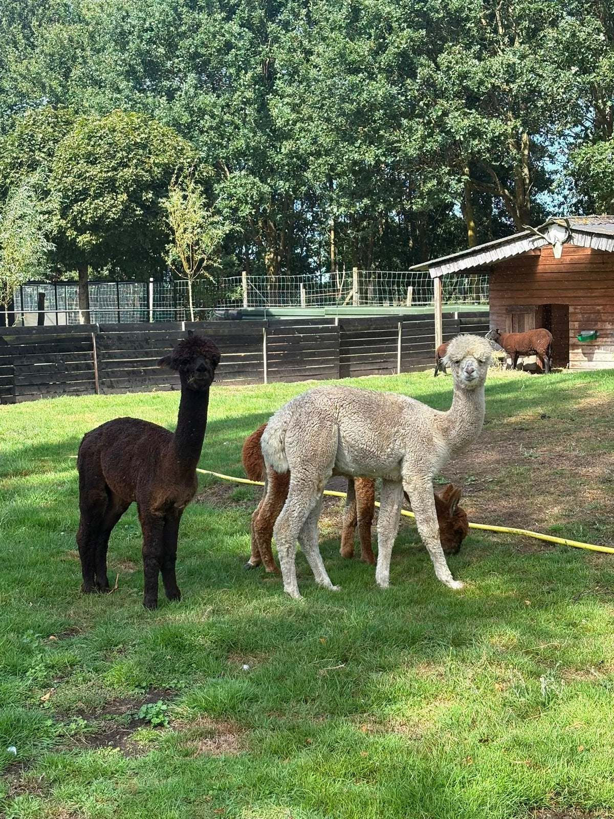 Alpaca merrie 2025, Oktober, Vrouwelijk