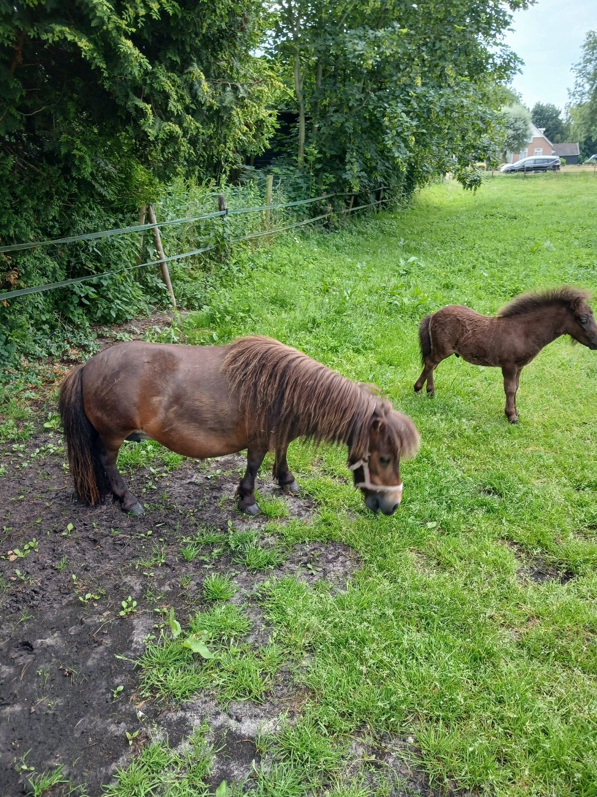 Te koop pony’s, Merrie