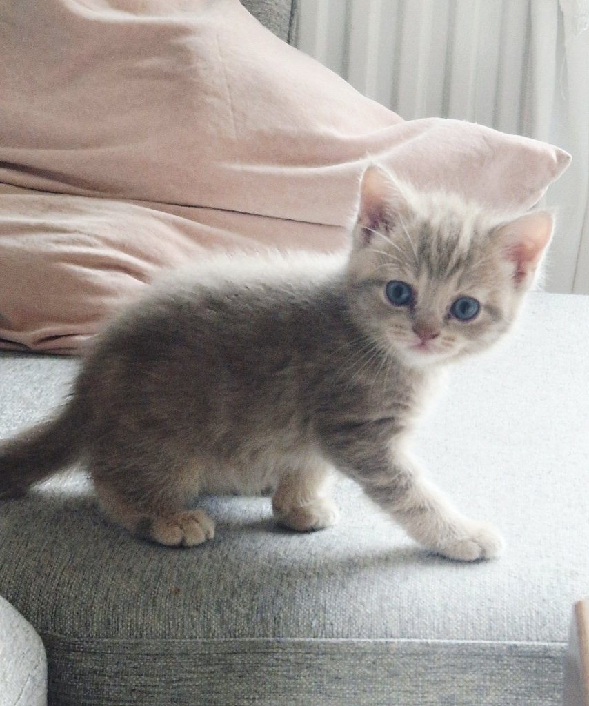 5 Bijzondere kittens zoeken hun familie!, Meerdere dieren, Ontwormd, 0 tot 2 jaar