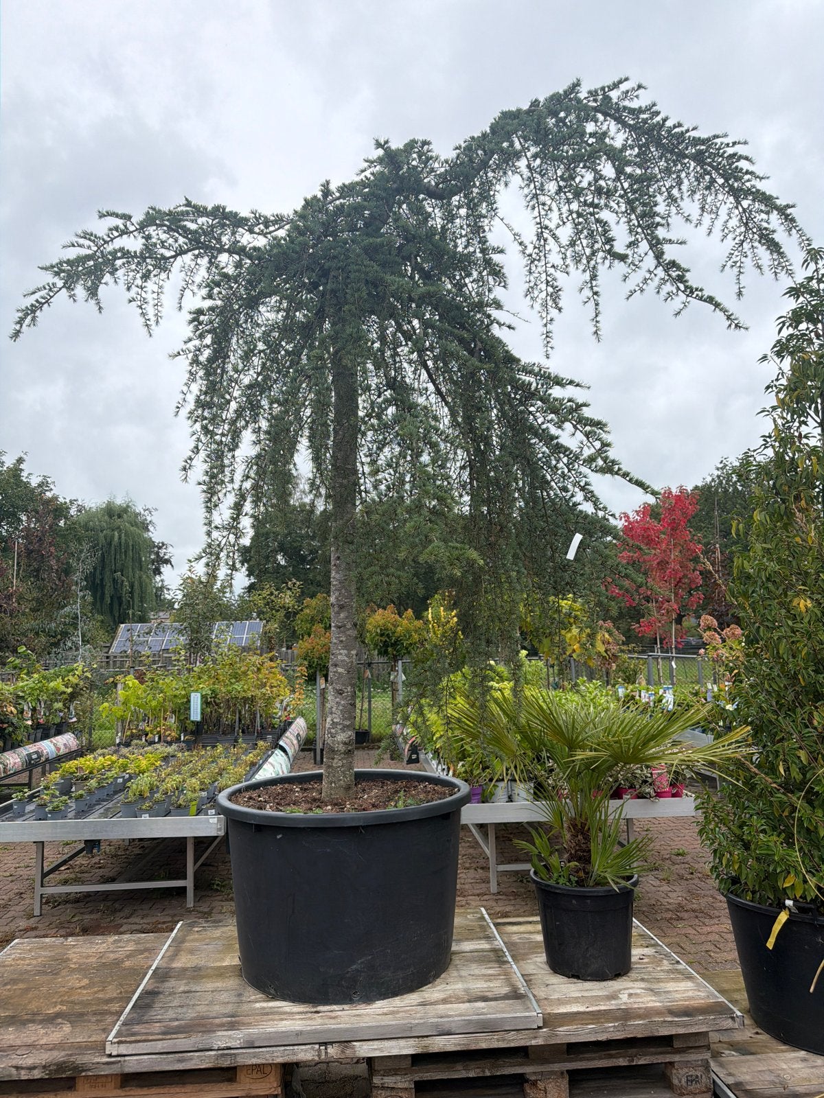 Supermooie Cedrus Deodara Pendula - Treurceder 200cm stam, Tuin en Terras, Bloeit niet, Treurboom, 100 tot 250 cm, Ophalen