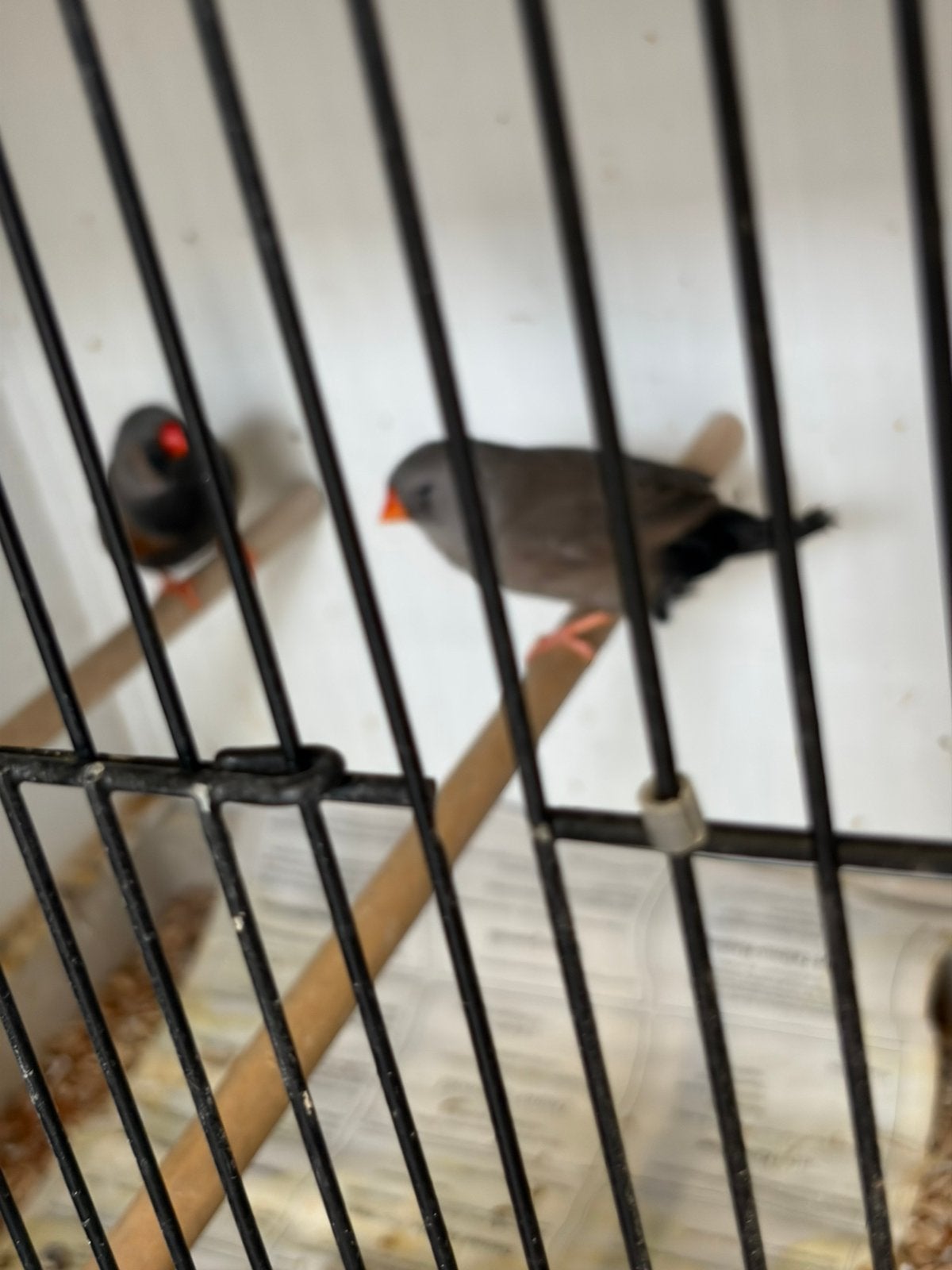 Charcoal zebravinken, Meerdere dieren