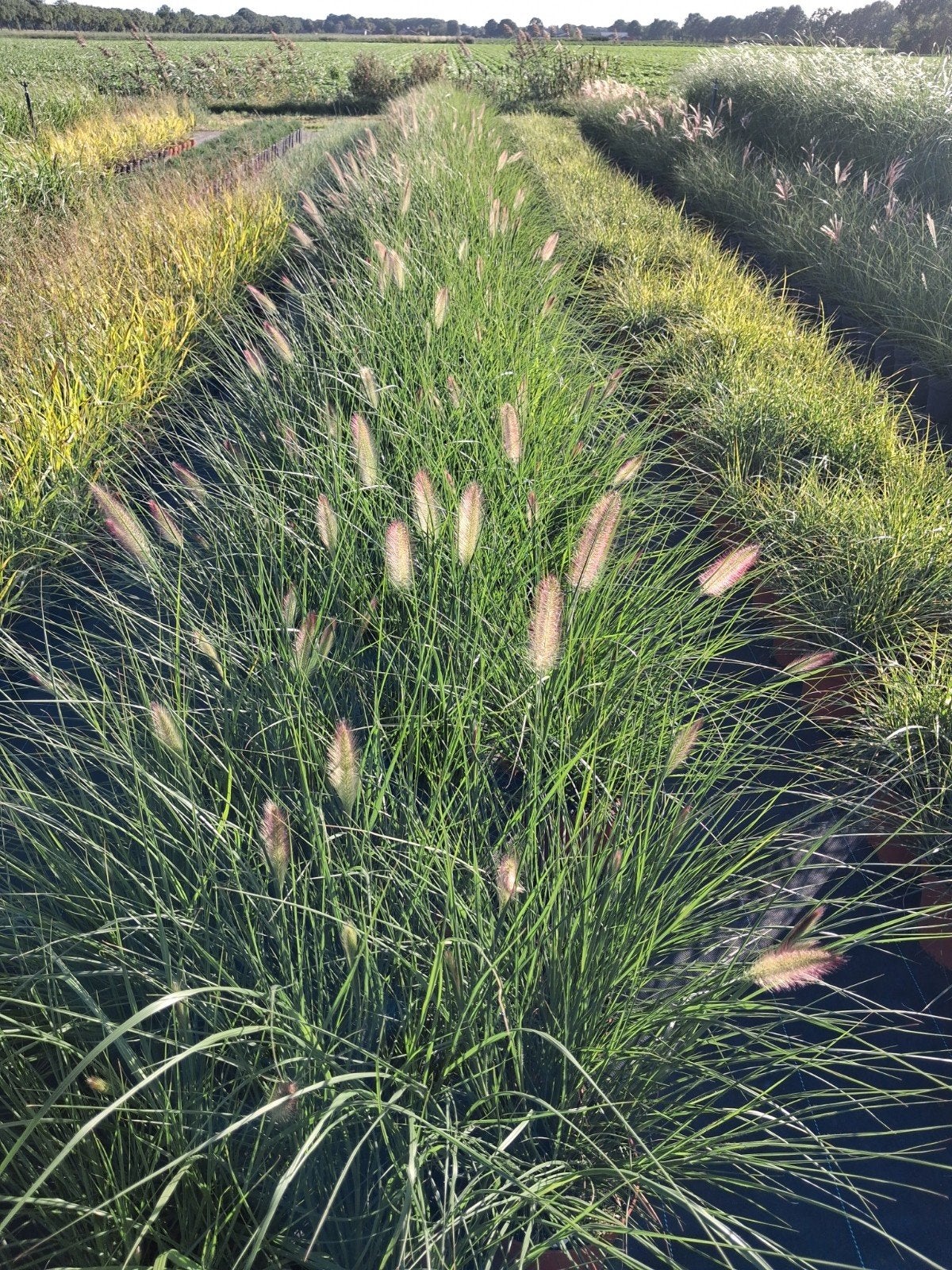 Siergras Lampepoetsersgras (partij), grote21cm pot, vanaf €5, Tuin en Terras, Volle zon, Vaste plant, Siergrassen, Ophalen of Verzenden