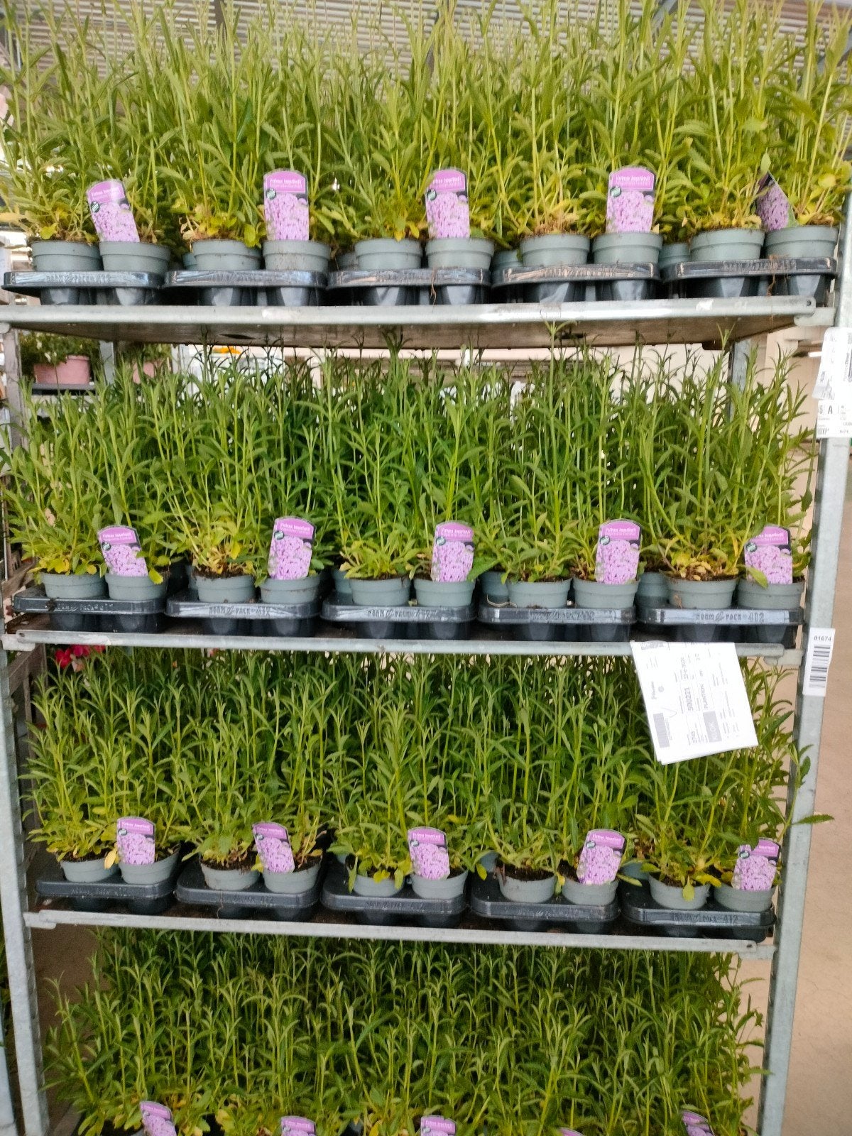 Verbena Bonariensis - IJzerhard, Tuin en Terras, Planten | Tuinplanten, Ophalen