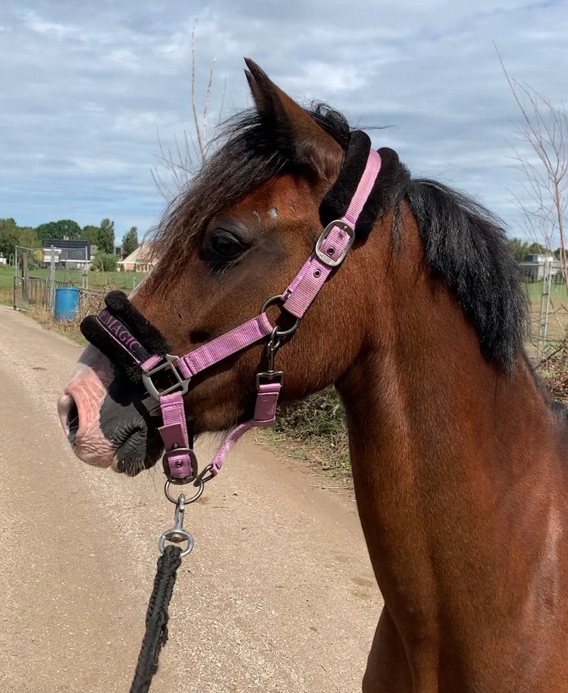 Super knappe grote Cpony! Betuigd, Dieren en Toebehoren, Merrie, Minder dan 160 cm, Met stamboom, B