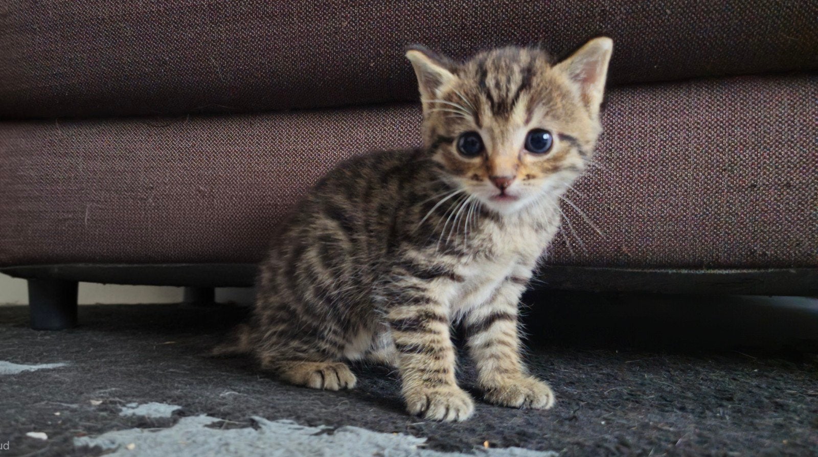 3 kittens voor adoptie aftegeven, Meerdere dieren