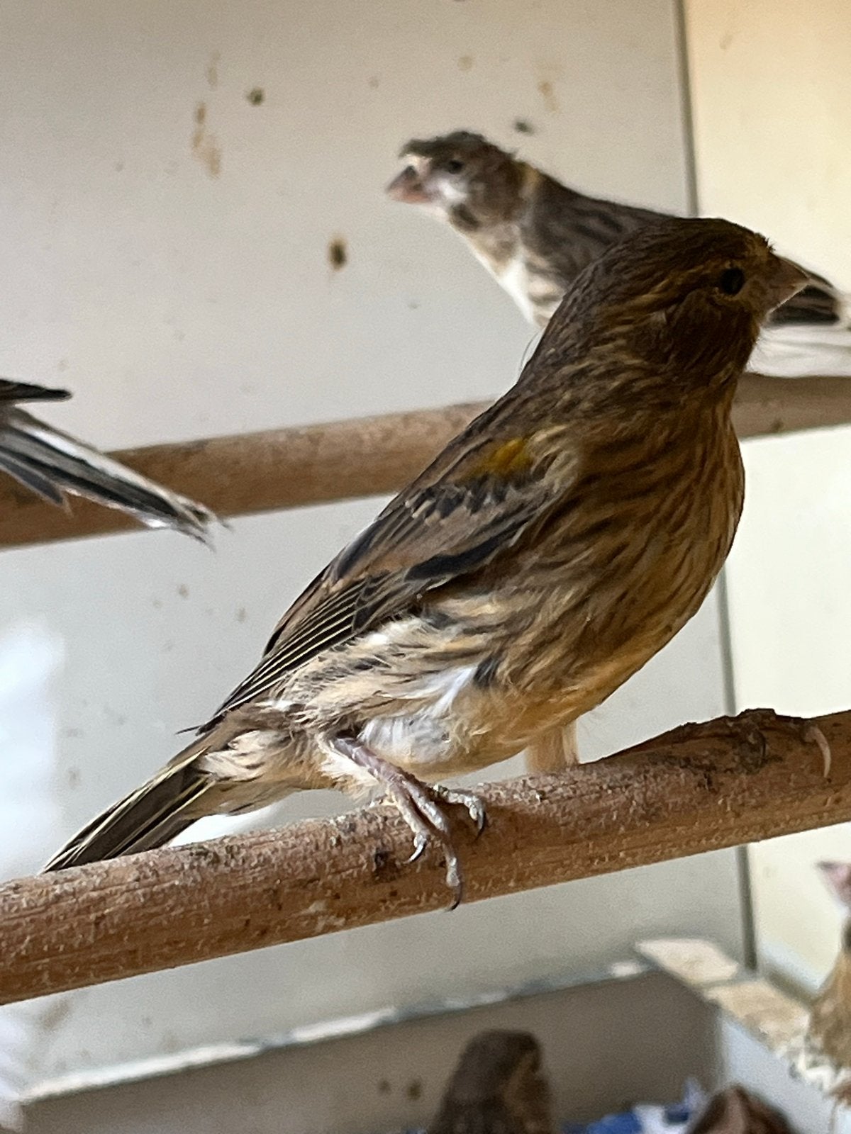 12 kanaries, Dieren en Toebehoren, Vogels | Kanaries, Meerdere dieren, Kleurkanarie
