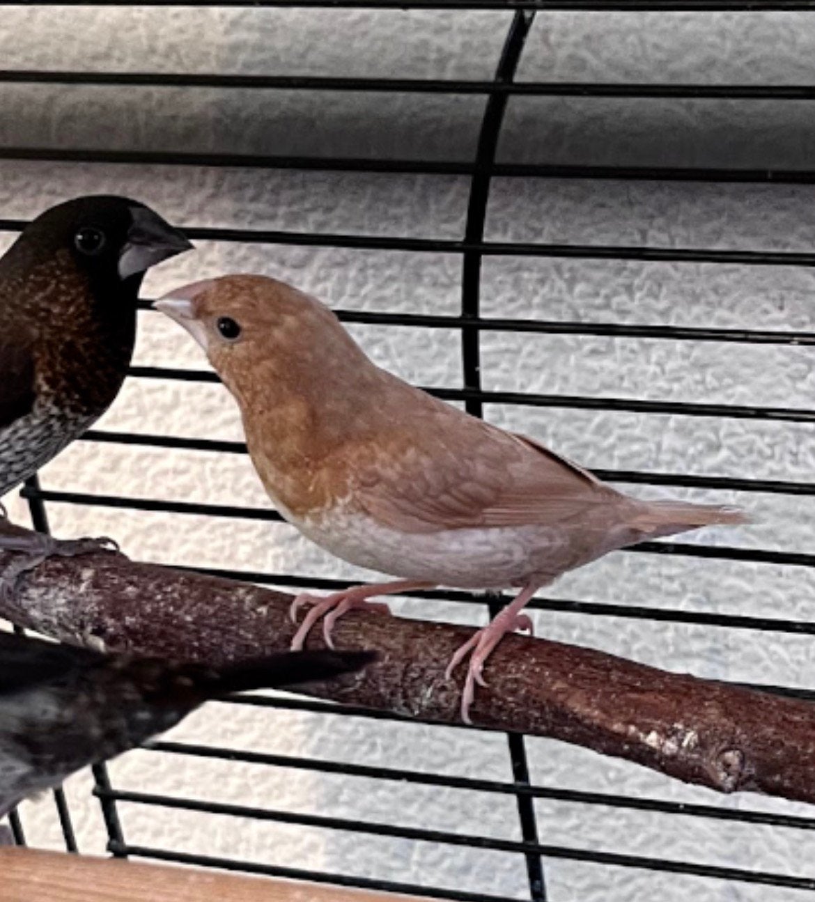Japanse meeuwtjes. 2025. Roodbruin pastel Man, Dieren en Toebehoren, Mannelijk
